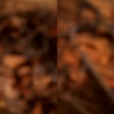 Dilated #3