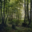 Ireland #1