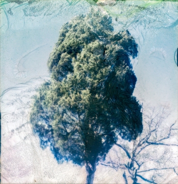 WashingtonDC-Polaroids09-02.2024-Tree-in-CH-03-WEB