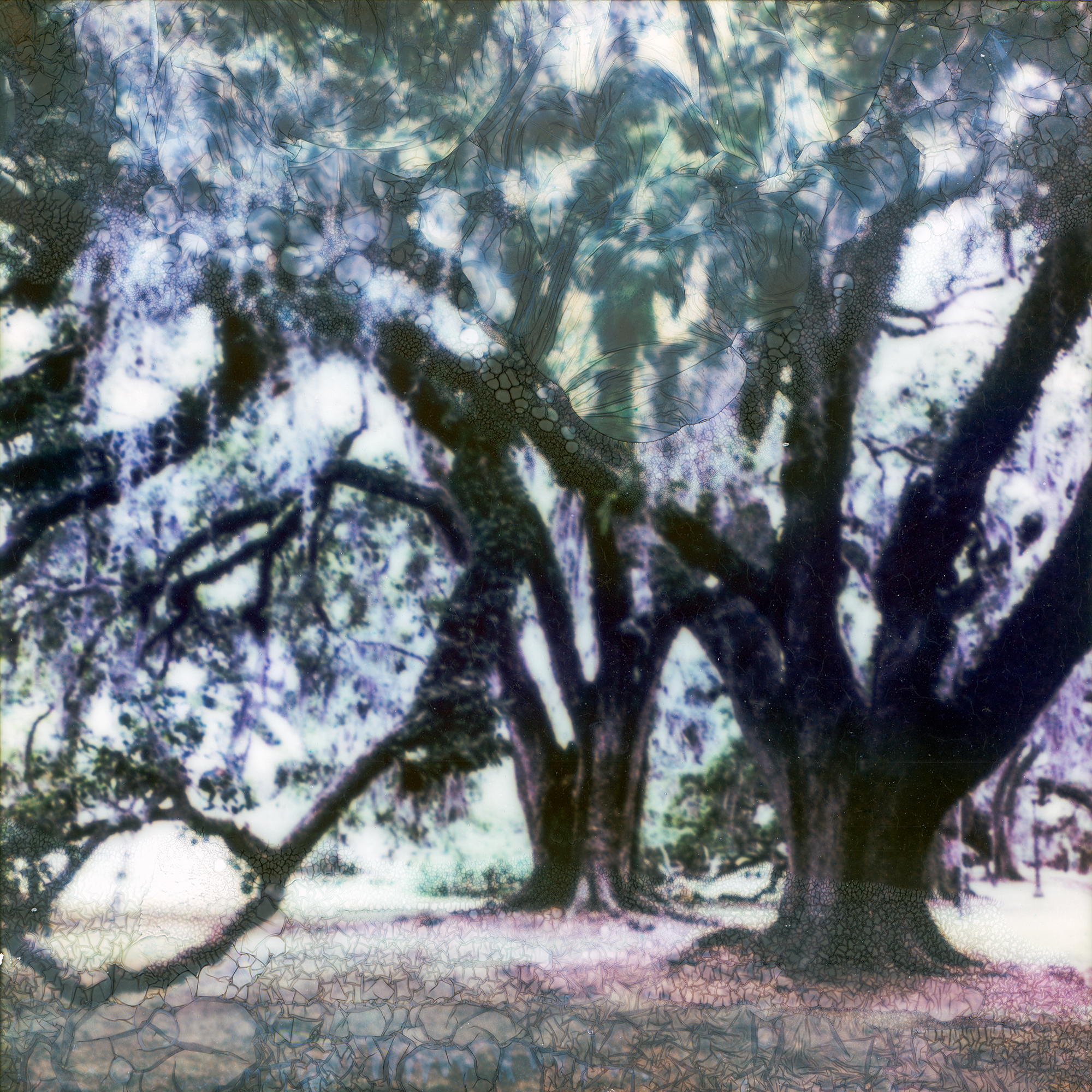 Southern Live Oak in City Park,New Orleans, LA
