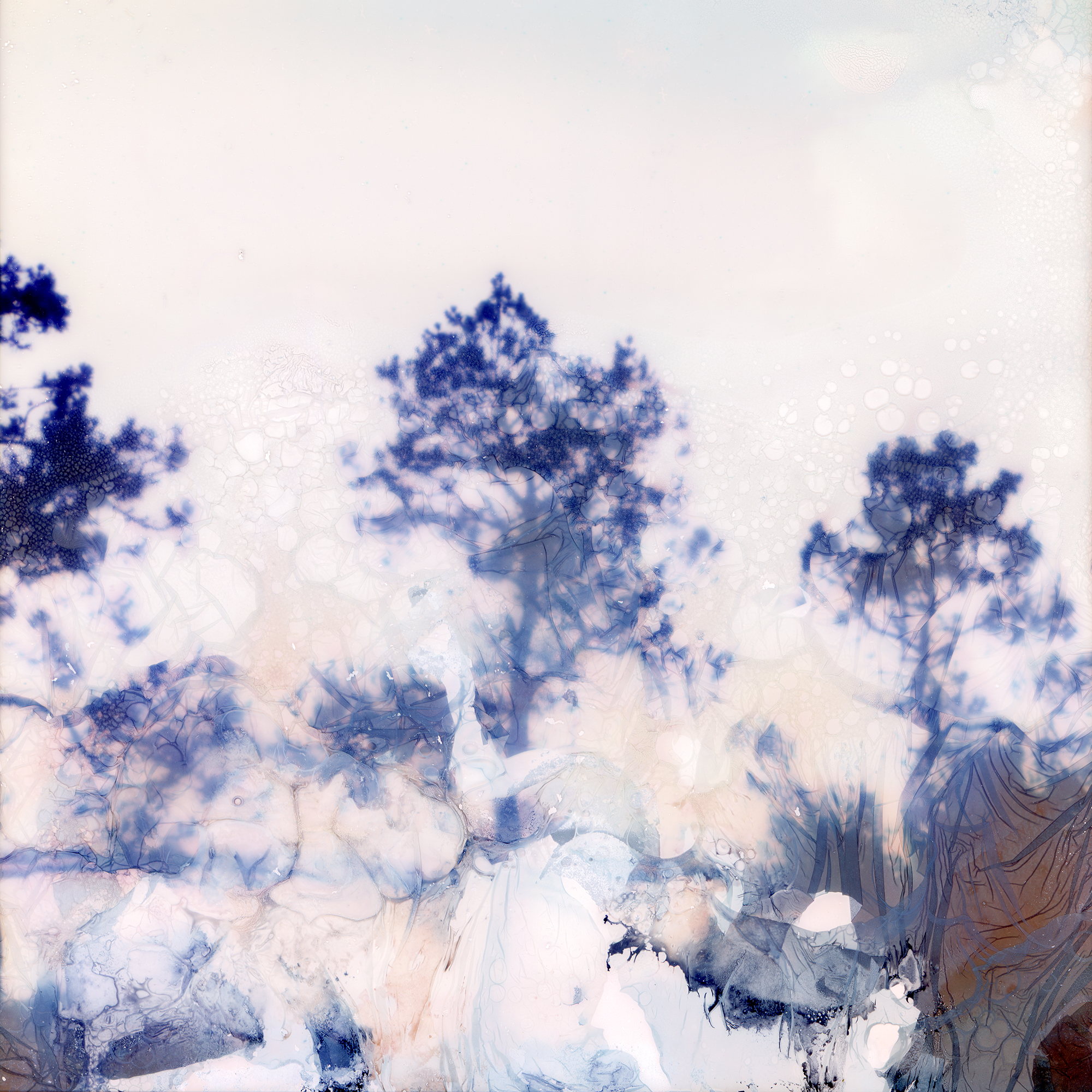 Loblolly Pine Trees along the Mississippi, New Orleans, LA