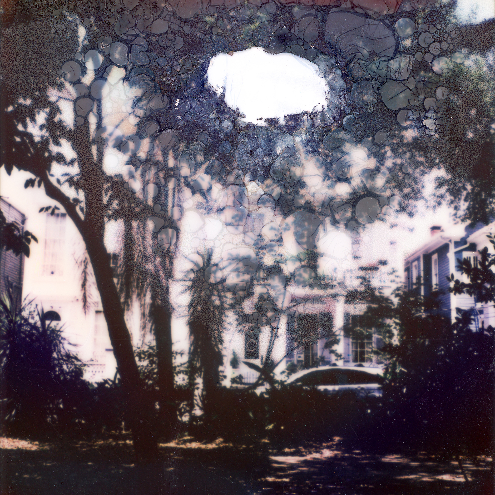 Palm Trees on Esplanade Ave,New Orleans, LA